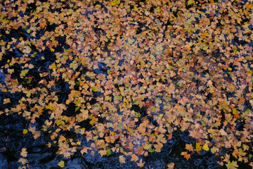 Feuilles d'automne sur l'eau
