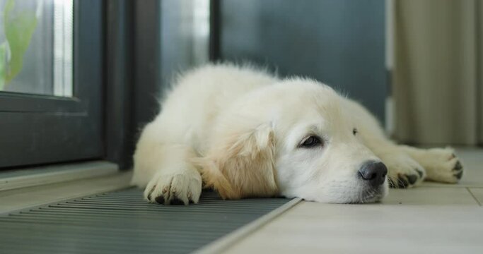 A cute puppy lies on an in-floor convector, warming up from the house heating system