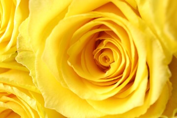 Beautiful yellow roses as background, macro view