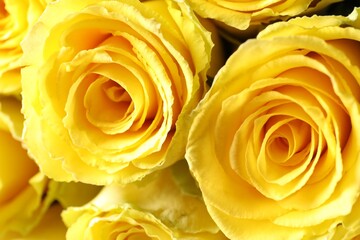 Beautiful bouquet of yellow roses as background, closeup