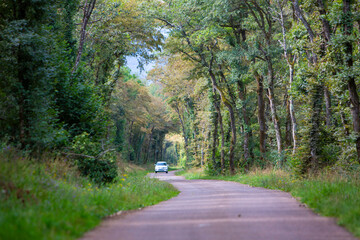 Fototapeta premium car on country road between lush green trees in french jura