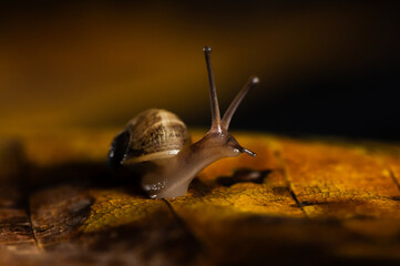 Makroaufnahem Schnecke kriecht auf vertrocknetem Laub