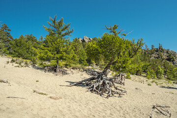 Sandy shore of summer Lake Baikal. Coniferous trees with large roots cover the shore. Tourism and the unique nature of Lake Baikal