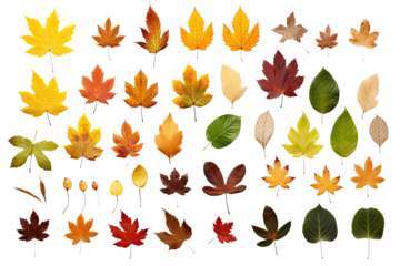 Set of Autumnal Maple Leaves, Vibrant Collection of Isolated Leaves on White or Transparent Background. Yellow, Orange, Red, and Green Bright, Colorful Maple Leaves.