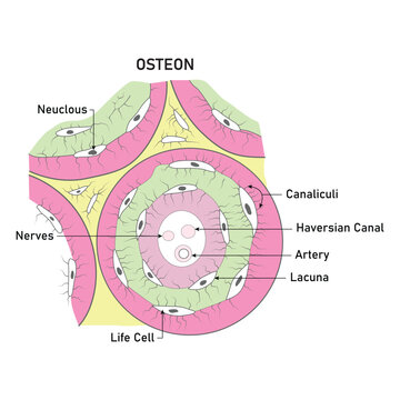 Osteon Science Design Vector Illustration Diagram