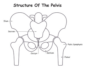 Structure of the Pelvis Vector Design Illustration Diagram