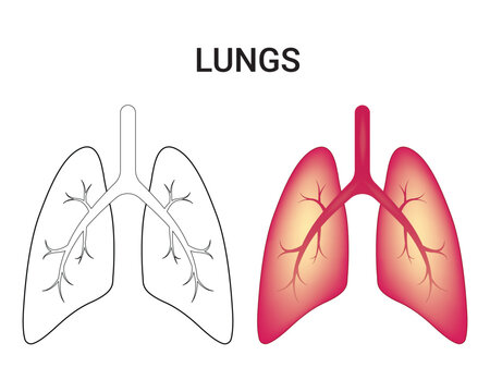 Lungs Science Design Vector Illustration Diagram