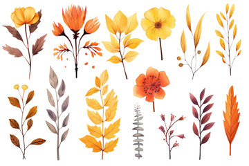 Set of Autumn Flowers Watercolor Clip Art Illustration on a white or Transparent Background. PNG
