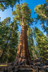 The giant sequoia called General Sherman tree, the biggest tree by volume in the world in Sequioia national park.