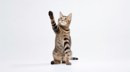 Fototapeta premium Tabby cat stands on its hind legs on white background, vet pets concept. Generated AI