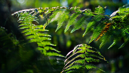 Vue rapprochée de feuilles de fougère vertes, et d'autres plantes sauvages, dans la forêt des...