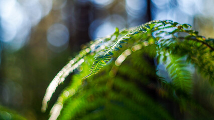 Vue rapprochée de feuilles de fougère vertes, et d'autres plantes sauvages, dans la forêt des...