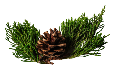 Christmas decoration, pine cone and branches, isolated on white or transparent background.
