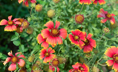 red and yellow flowers