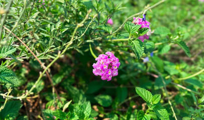 flower in the garden