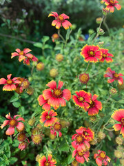 red flowers in the garden