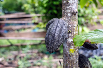 Close-up of cacao pod black rot on cocoa trees, Farmer's damaged output