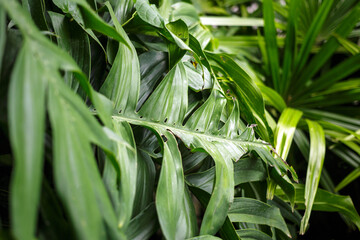 Close-up nature view of green monstera leaf and monstera tree background. Flat lay, dark nature concept, tropical leaf