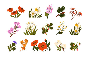 Flowers, wild plants, berries set. Botanical floral design elements. Natural flora decorations. Blooms, wildflowers, branches, twigs. Flat graphic vector illustrations isolated on white background