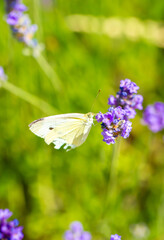 Butterflies on spring lavender flowers under sunlight. Beautiful landscape of nature with a panoramic view. Hi spring. long banner