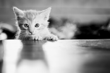 Portrait d'un mignon petit bébé chaton tigré roux à la maison - 667002433