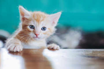 Portrait d'un mignon petit bébé chaton tigré roux à la maison