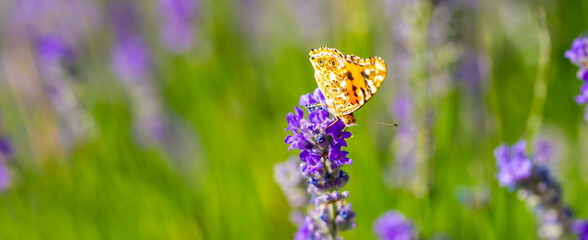 Butterflies on spring lavender flowers under sunlight. Beautiful landscape of nature with a panoramic view. Hi spring. long banner