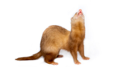 Ferret on a white background is insulated. Light color of the pet. Ermine, weasel, marten.
