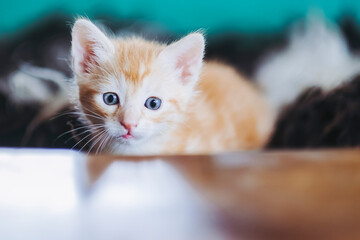 Portrait d'un mignon petit bébé chaton tigré roux aux yeux bleus à la maison