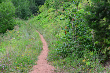 Fototapeta na wymiar narrow footpath in the green forest copy space 