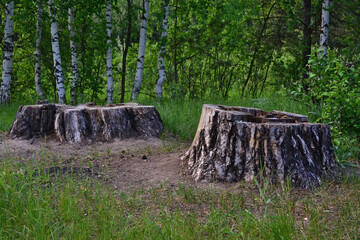 birch stumps on the lawn in the forest copy space 