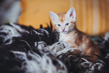 Portrait d'un mignon petit bébé chaton tigré roux à la maison - 667004624