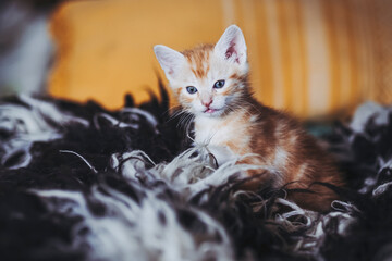 Portrait d'un mignon petit bébé chaton tigré roux à la maison - 667005257