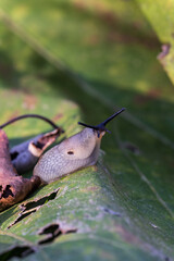 Slug on a leaf in the garden