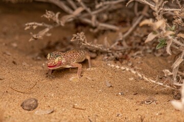 a lizard in a desert area walking on the sand by bushes