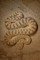 a large brown snake with a long striped tail and a small belly sitting on the