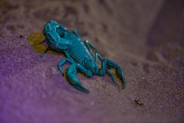 a blue scorpion sitting on a purple surface with it's claws