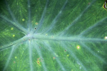 Discover the Intricate Textures of Taro Leaves