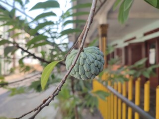 Fototapeta premium Srikaya (Annona squamosa) is a round-shaped fruit with multi-edged skin. The pulp is white in color. It is a perennial semi-evergreen shrub or deciduous tree reaching 8 m in height.