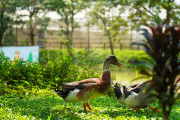 Ducks play in the Grass