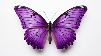 Purple butterfly on white background - obrazy, fototapety, plakaty