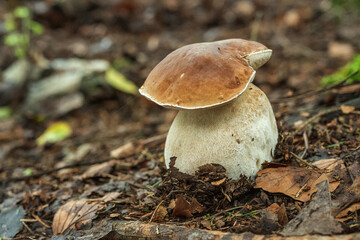 Fototapeta premium mushrooms in the forest