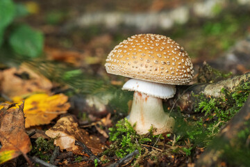 mushrooms in the forest