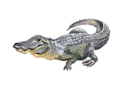 Watercolor illustration of aligator. Hand drawn illustration picture, traditional technique. Animal art, picture for the alphabet, encyclopedia, children's illustration.
