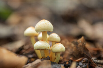 mushrooms in the forest