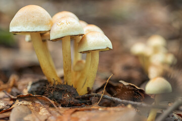 mushroom in the forest