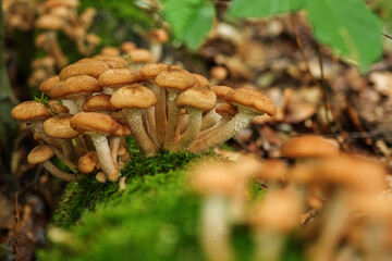 mushroom in the forest
