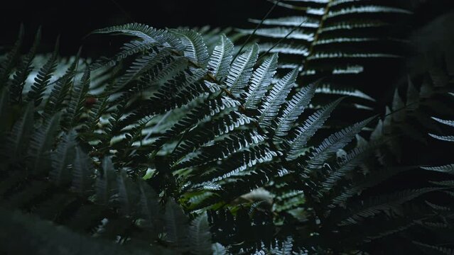 Midday Sun Hits Ferm In Dense Forest 4K