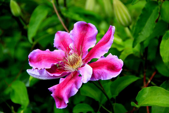 Close-up photo of bright violet with pink flower in full bloom on a blurred green background