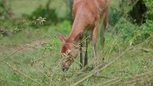 Telephoto view of West African sitatunga grazing on an open green field